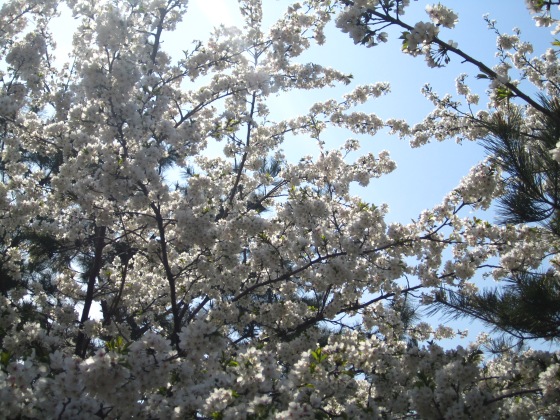 Cherry Blossom South Korea